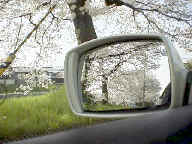 高野川添いの満開の桜