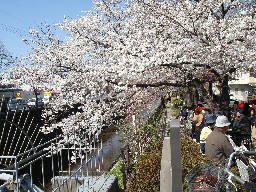 右京区　天神川の桜