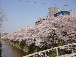 京都　桜　天神川