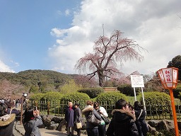 祇園枝垂桜